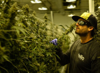 Life Cycle of a Weed Plant