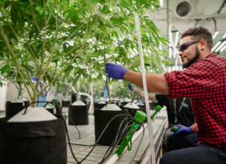 The Blunts Billo weed life cycle 3