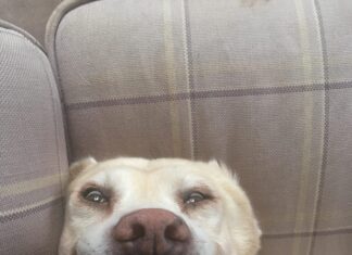 Dogs on Dope Dogs on Dope