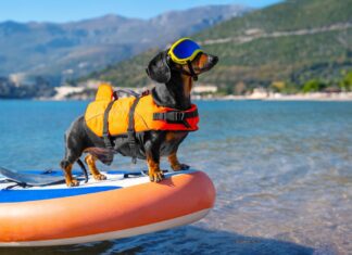 Summer Pet Hints Dog on SUP wearing PFD