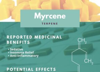 Forget THC. How About Those Terpenes?