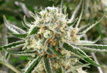 Steamboat’s Dispensaries