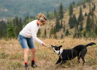 Summer Dog Tips Summer Dog Tips