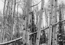 From High School to the Howlie Stage