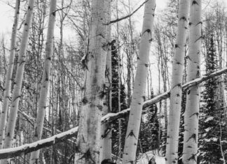 From High School to the Howlie Stage