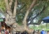 Town’s Best Deckside Cottonwood Tree