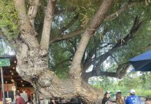 Town’s Best Deckside Cottonwood Tree