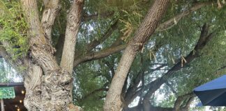 Town’s Best Deckside Cottonwood Tree