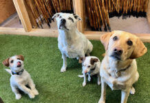 Meet GrassSticks’ Shop Dogs!