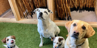 Meet GrassSticks’ Shop Dogs!