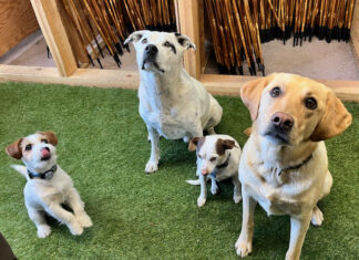 Meet GrassSticks’ Shop Dogs!